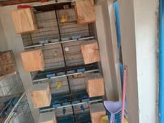 Love birds set-up for sell with 8 portion fix cage