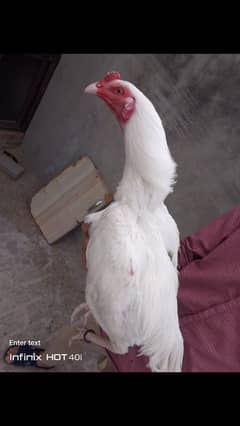 Heera
