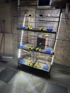 Love bird all setup sale with cage