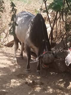 Qurbani cow for sale 03306086688