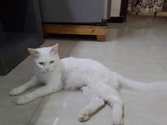 Semi Persian 2.5 year old Well trained Female Cat