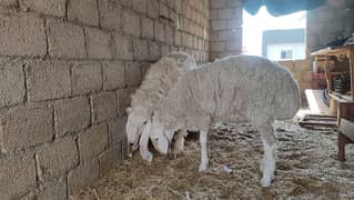 dumba and kajla Available for sale call or WhatsApp (03011277756)