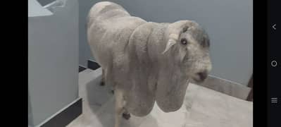 sodani