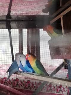 love bird