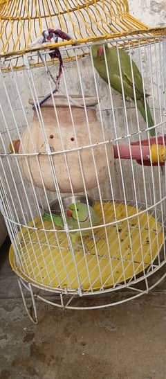 green parrot
