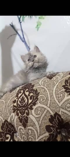 White Perisan kitten / Graw kitten