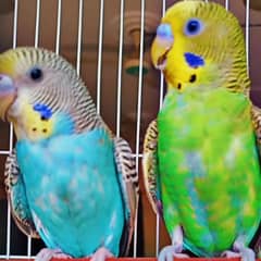 Budgies