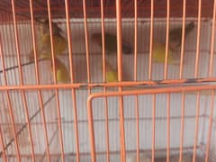 5 PIECE OF LOVE BIRDS FOR SALE