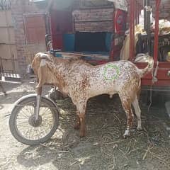 for sell baredar bakra