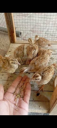 irani teetar chick for sale age 1 month price final hai