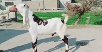 rajanpuri male for sale call 03065894128