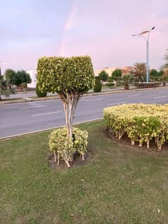 Bahria orchard plot No 1897# olca possession utility paid for sale