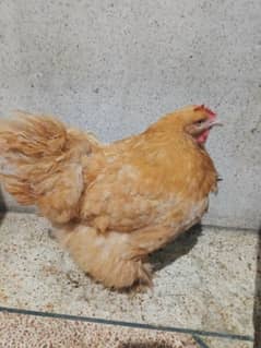 Golden puff pair for sale