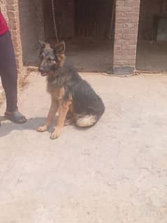 German Shepshed Double Code Available for sale