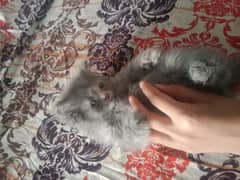 kittens for sale