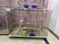 birds