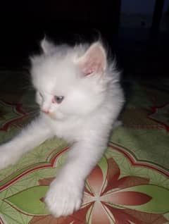 white cute cat Baby