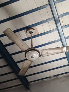 fan