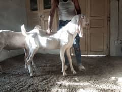 qurbani ka bakra