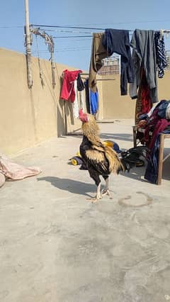 Aseel