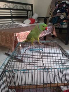 for sell