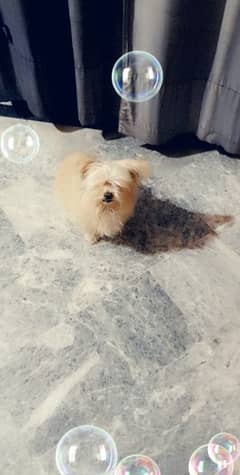 yellow poodle male and white female healthy active for sale