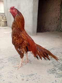 Aseel peela murga
