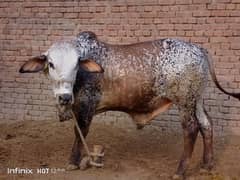 for sale qurbani