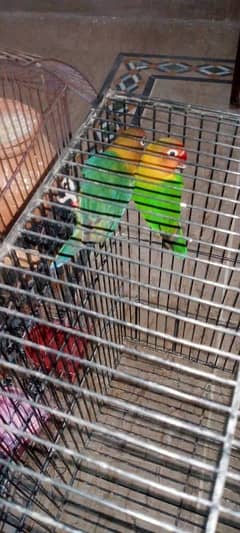 Love birds pair for sale