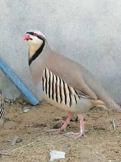 irrani Chakoor Chicks 1 Weeks Avilble