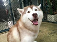 Husky 12 month age male hain my what's up numbr O3288101737