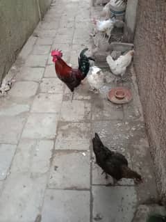 hen's