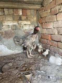 Pure aseel hen with 9 chicks healthy and activr