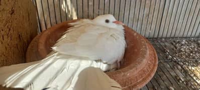 Dove