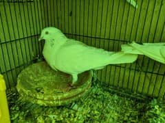 Low Flyer Kabootar for Sale (Patti Wale)