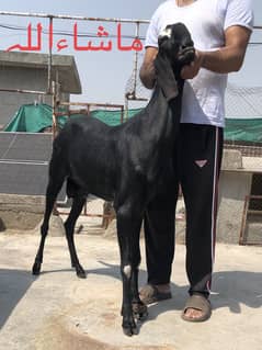 Khasi bakra 40inch height