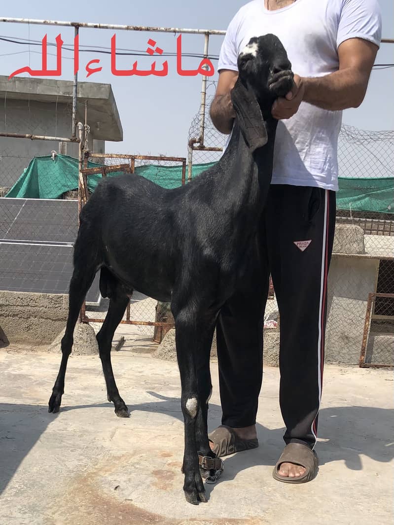 Khasi bakra 40inch height - Goats - 1101681190