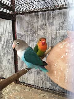 love Bird Adult Male Female