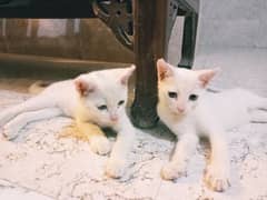 Pair of kittens 3 months