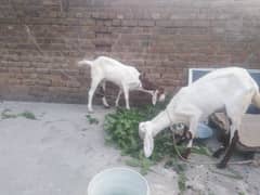 قربانی کے جانور
