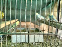 Rainbow Australian Budgie