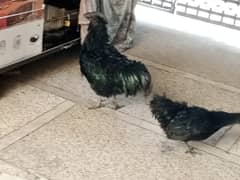 Ayame cemani gray tongue pair