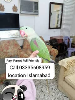 Hand Tamed Full Friendly Kashmir Raw Male Parrot Jumbo Size