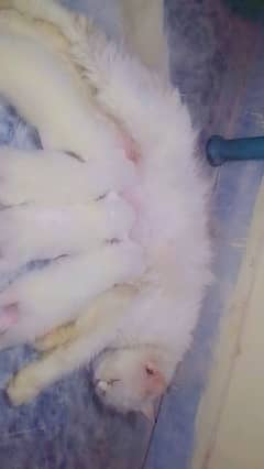Persian cat baby 1 male 3 female mother Persian odd eye