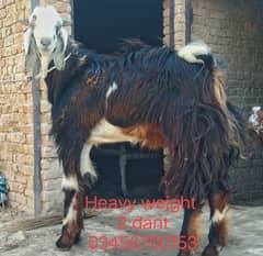 Bukre for Sale , قربانی کیلیے بکرے ہم سے خریدیں