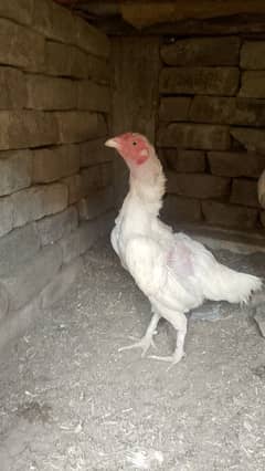 Heera