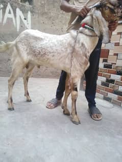 2 makhi cheena bakra for sale
