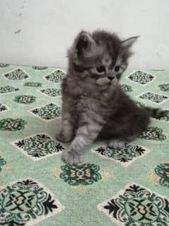 cat kitten