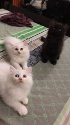 Persian cat