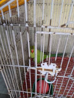 Beautiful parrot